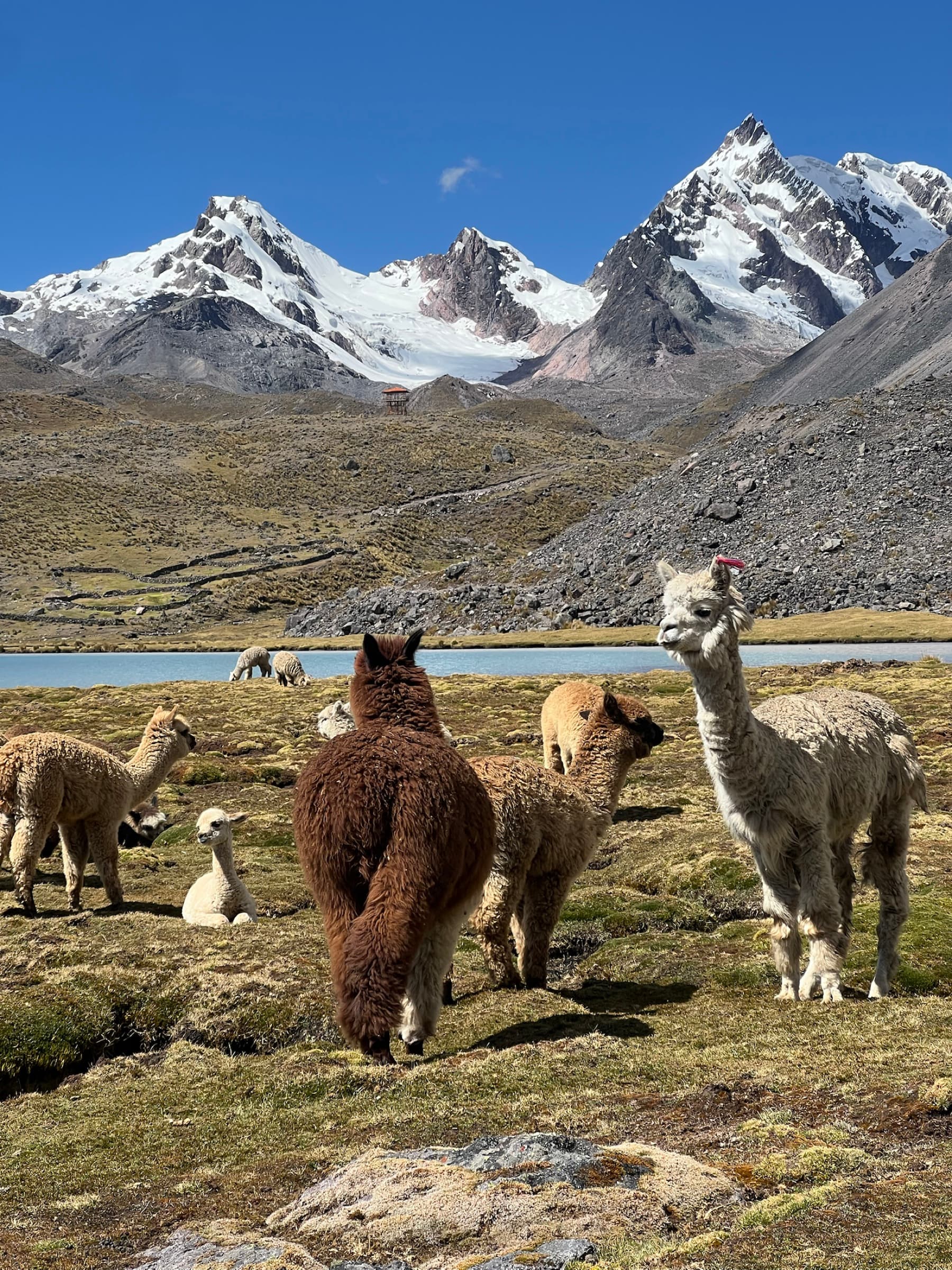 Alpacas and snow mountains in Ausangate during a Valley Together journey